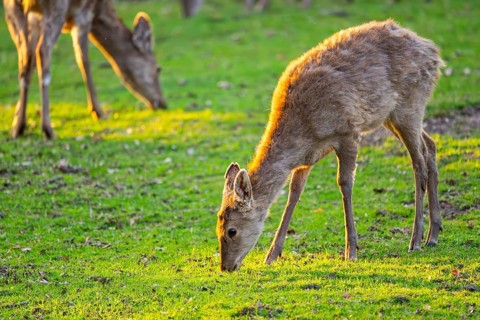 Sika deer (Cervus nippon) hind standing on a meadow, Bavaria, Germany