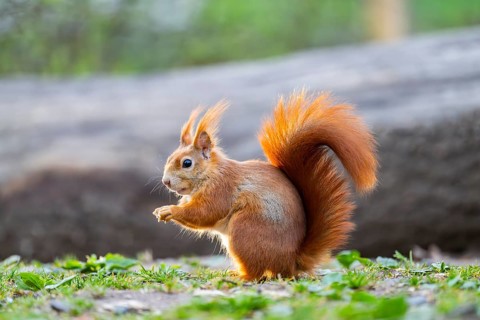 Red squirrel (Sciurus vulgaris) sitting on the ground in a forest, Bavaria, Gernany