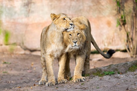 Two asiatic lions (Panthera leo persica) walking on the ground, Germany