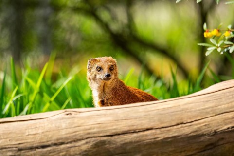 Close-up of a yellow mongoose (Cynictis penicillata) in spring, Germany