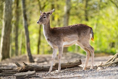 European fallow deer (Dama dama) doe in a forest, Bavaria, Germany