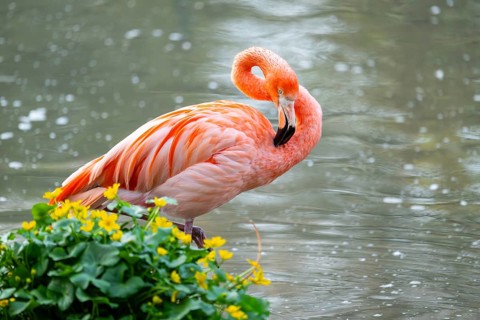 American flamingo (Phoenicopterus ruber) standing in the water, Germany