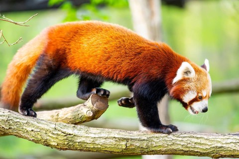 Red panda (Ailurus fulgens) walking on a tree, Germany