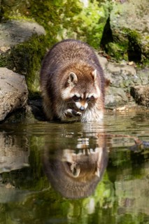 Common raccoon (Procyon lotor) on the watershore, Bavaria, Germany