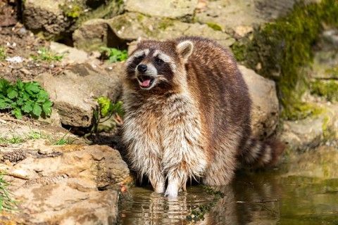 Common raccoon (Procyon lotor) on the watershore, Bavaria, Germany
