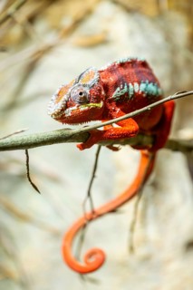 Panther chameleon (Furcifer pardalis) on a branch, Bavaria, Germany
