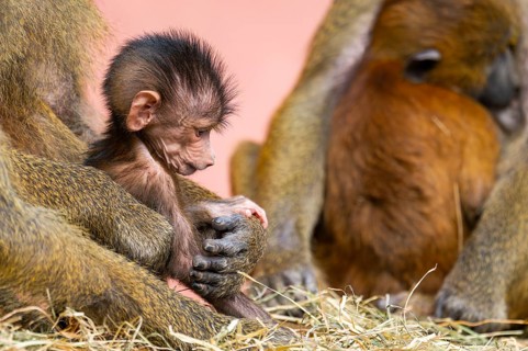 Guinea baboon (Papio papio) new born youngster at its mother, captive, Bavaria, Germany