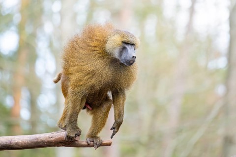 Guinea baboon (Papio papio), jumping in the air from a branch, captive, Bavaria, Germany