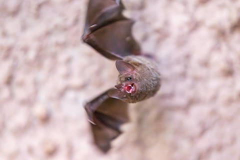 Lesser mouse-eared myotis (Myotis blythii) bat hanging on a wall, Bavaria, Germany