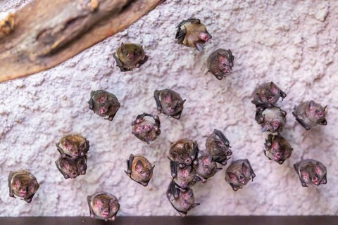 Lesser mouse-eared myotis (Myotis blythii) bats hanging on a wall, Bavaria, Germany