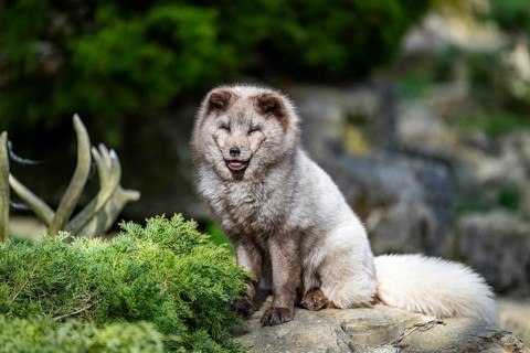 Arctic fox (Vulpes lagopus) sitting on a rock, Bavaria, Germany