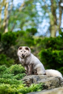 Arctic fox (Vulpes lagopus) sitting on a rock, Bavaria, Germany
