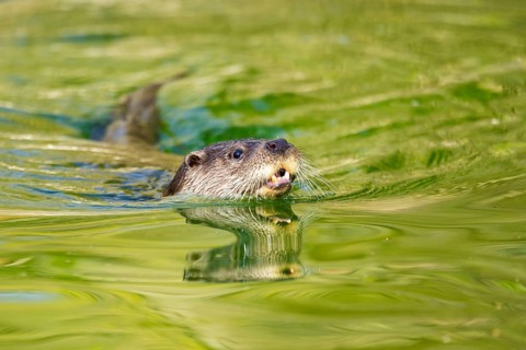 Eurasian otter (Lutra lutra) swimming in the water of a little lake, Bavaria, Germany