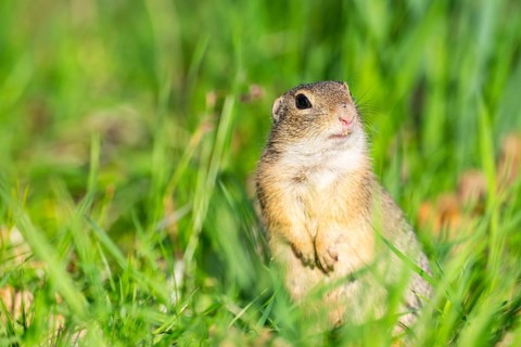 European ground squirrel (Spermophilus citellus) on a meadow, Bavaria, Germany