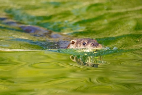 Eurasian otter (Lutra lutra) swimming in the water of a little lake, Bavaria, Germany