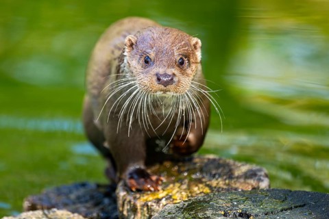 Eurasian otter (Lutra lutra) on a tree trunk in the water of a little lake, Bavaria, Germany