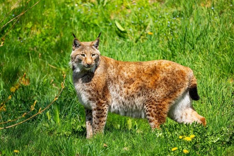 Eurasian lynx (Lynx lynx), standing on a meadow, Bavaria, Germany