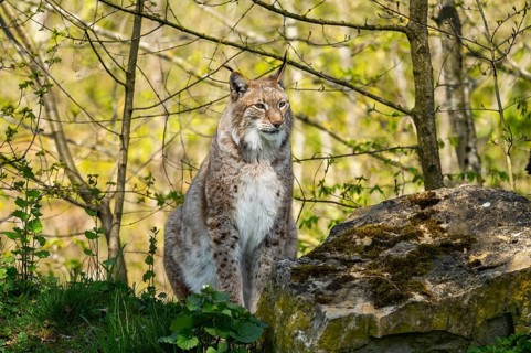 Eurasian lynx (Lynx lynx) sitting in the bushes, Bavaria, Germany