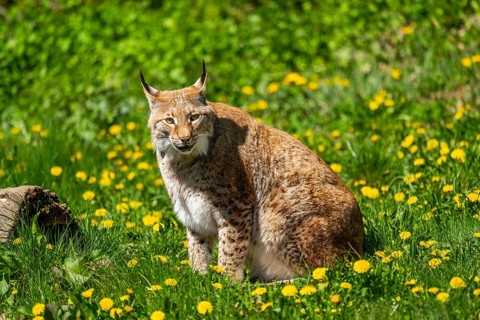 Eurasian lynx (Lynx lynx sitting on a meadow, Bavaria, Germany