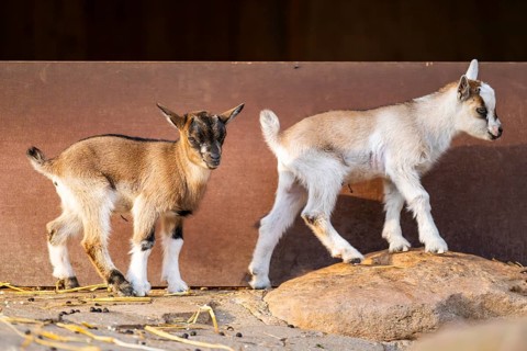 Domestic goat (Capra hircus) youngsters on the ground, Bavaria, Germany