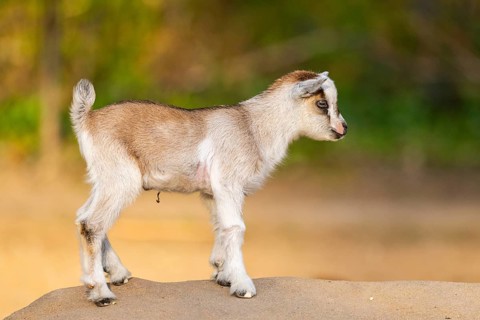Domestic goat (Capra hircus) youngster standing on a rock, Bavaria, Germany