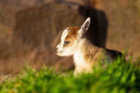 Domestic goat (Capra hircus) youngster lying on the ground, Bavaria, Germany