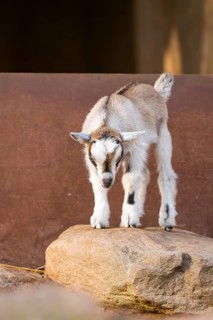 Domestic goat (Capra hircus) youngster standing on a rock, Bavaria, Germany