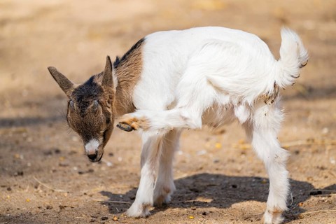 Domestic goat (Capra hircus) standing on the ground, Bavaria, Germany
