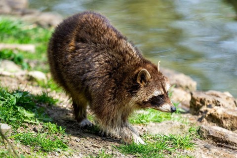 Common raccoon (Procyon lotor) walking on the ground, Bavaria, Germany