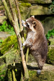 Common raccoon (Procyon lotor) climbing up a tree, Bavaria, Germany