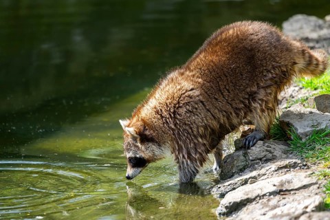 Common raccoon (Procyon lotor) on the watershore, Bavaria, Germany