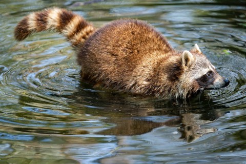 Common raccoon (Procyon lotor) in the water of a little lake, Bavaria, Germany