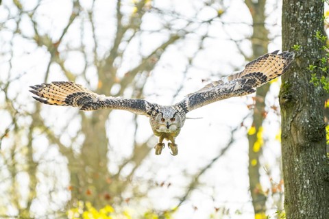 Eurasian eagle-owl (Bubo bubo) landing, captive, Bavaria, Germany