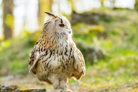 Eurasian eagle-owl (Bubo bubo) sitting, captive, Bavaria, Germany