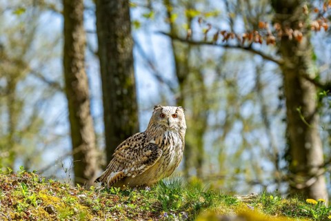 Eurasian eagle-owl (Bubo bubo) sitting on the ground, captive, Bavaria, Germany
