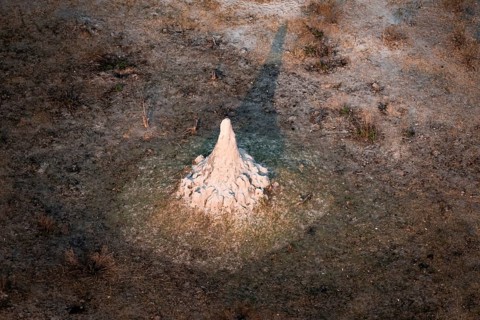 Single termite hill, landscape, aerial view of the Okavango Delta, near Maun, Okavango Delta,