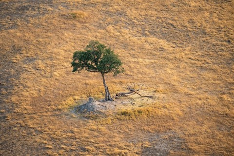 Species tree in the savanna, landscape, aerial view of the Okavango Delta, near Maun, Okavango