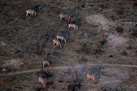 Steppe zebras (Equus quagga) grazing in arid landscape, aerial view, Okavango Delta, Botswana