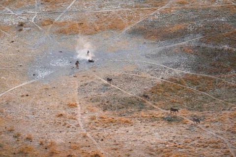 Steppe zebras (Equus quagga) rolling in dust, savanna landscape with yellow grass, aerial view,