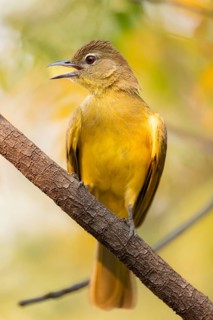 Yellow-bellied Greenbul (Chlorocichla flaviventris), Yellow-bellied Greenbul, Zambezi Region,