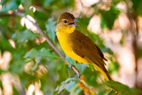 Yellow-bellied Greenbul (Chlorocichla flaviventris), Yellow-bellied Greenbul, Zambezi Region,