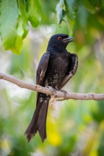 Fork-tailed drongo (Dicrurus adsimilis), Zambezi Region, Caprivi Strip, Namibia