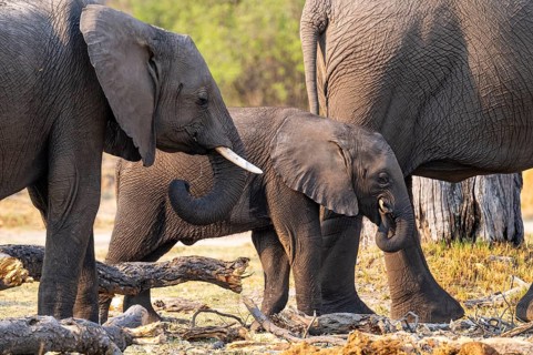 Young and dam, elephant (Loxodonta africana), Xakanaxa, Moremi Game Reserve, Botswana
