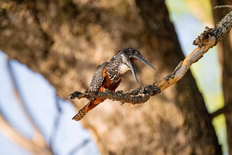 Giant kingfisher (Megaceryle maxima) sitting on branch on the Okavango River, Caprivi Strip,