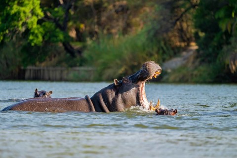 Hippopotamus (Hippopatamus amphibius) yawns and shows teeth in water, Kwando River, Zambezi region,