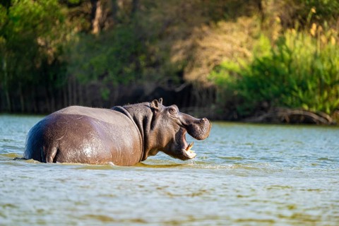 Hippopotamus (Hippopatamus amphibius) in water, Kwando River, Zambezi region, Caprivi Strip,