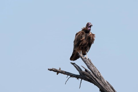 Hooded Vulture (Necrosyrtes monachus) sitting on a branch against a blue sky, Moremi Game Reserve,
