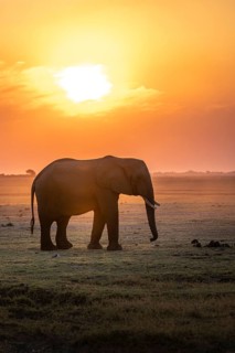 Herd, African Elephant (Loxodonta africana), Silhouette, Sunset, Ambient Light, Ihaha, Chobe