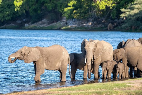 African elephant (Loxodonta africana) drinking in Chobe River, Ihaha, Chobe National Park National