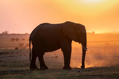 Herd, African Elephant (Loxodonta africana), Silhouette, Sunset, Ambient Light, Ihaha, Chobe
